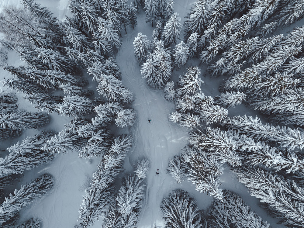 trees, snow, forest