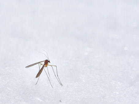 Dengue Fever's Rising Impact on Mauritius: A Detailed Study