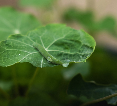 Image by Laura España