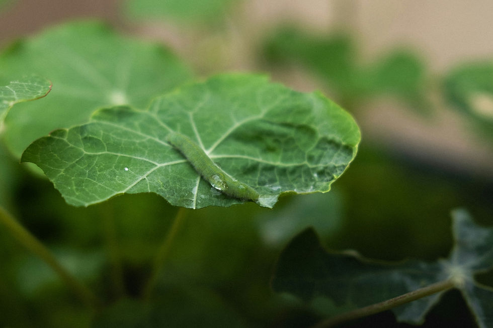 Eye-level view of a vegetable garden with land cress and brassicas growing together