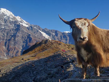 The Case for Being Happy: Hacks, Yaks, and Tracks