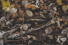 Image by Daniel Spase
