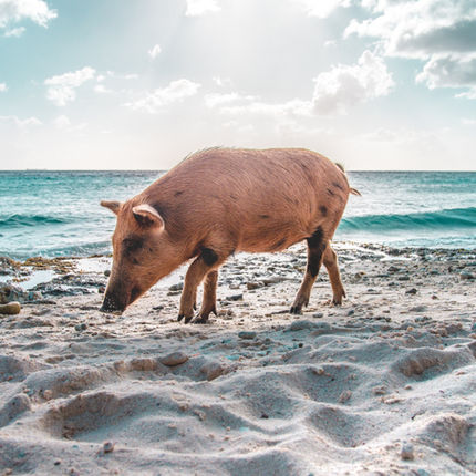 Schwein am Strand im Hintergrund das Meer