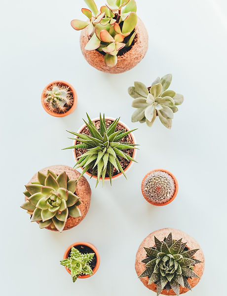 Image by Annie Spratt
