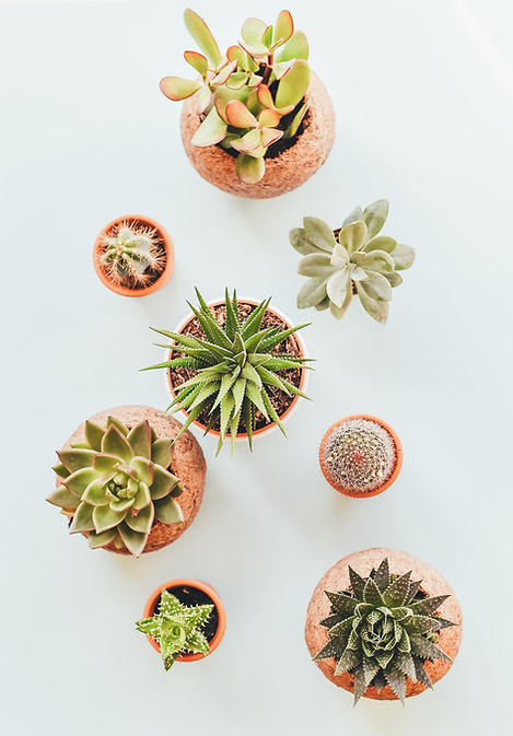 Image by Annie Spratt