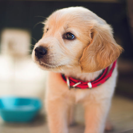 EmpireCLS Celebrates 4 years with the Humane Society