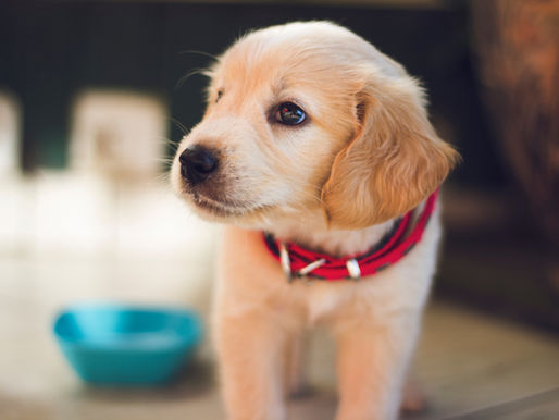 Hvilken rase skal vi velge? Og tispe eller hannhund?