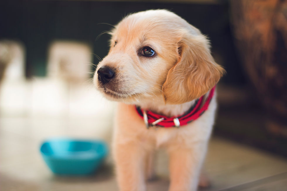 PUPPY PRE-SCHOOL - September