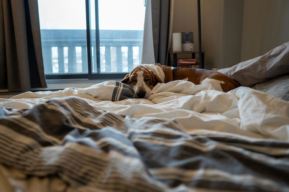 Basset Hound Dog Breed: Complete Guide to Personality, Price, Care, and Health
