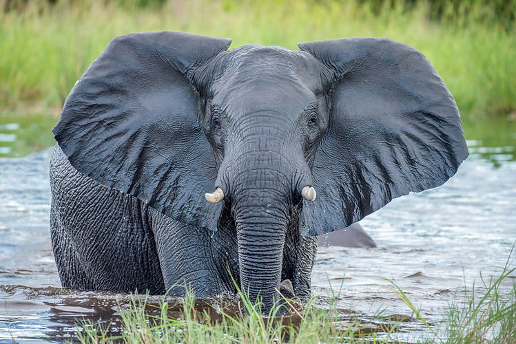 Image by Felix M. Dorn
