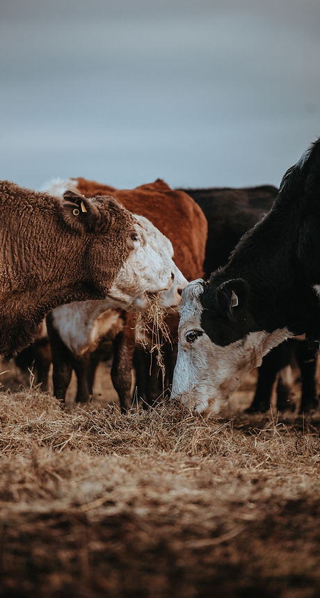 Image by Annie Spratt