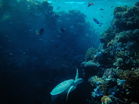 Sea turtle and reef