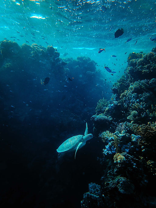 Terumbu karang dan ekosistem bawah laut