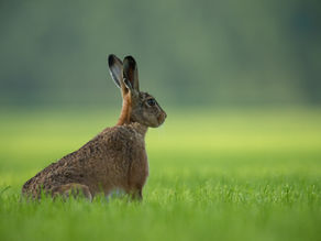 Reflective Listening
