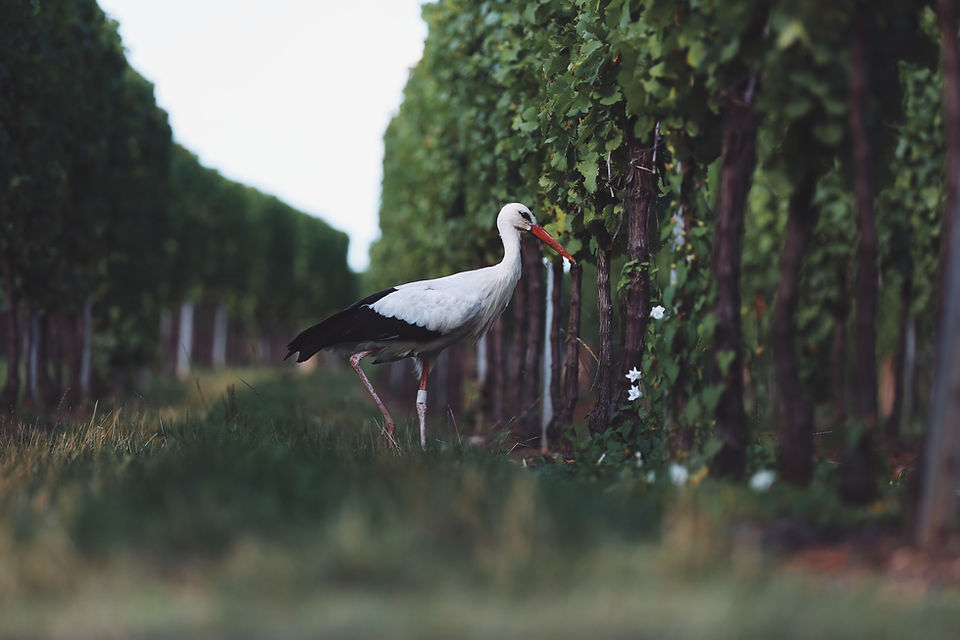 Image by Pierre Gui