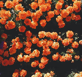 Image by Alex Harvey 🤙🏻