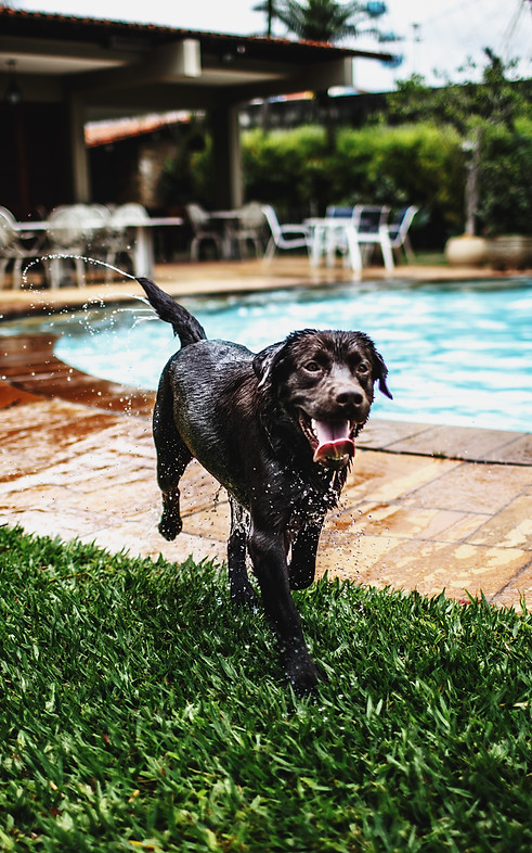 Image by Helena Lopes