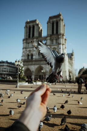 notre dame cathedral