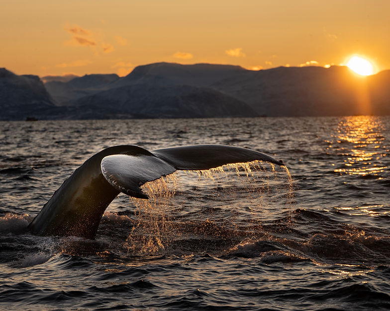 Image by Bart van meele - whale tail out of water