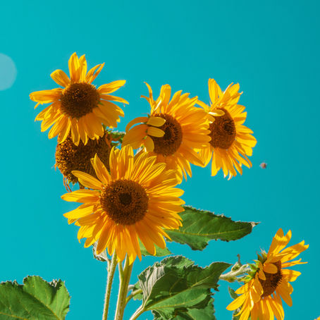 Sunflowers