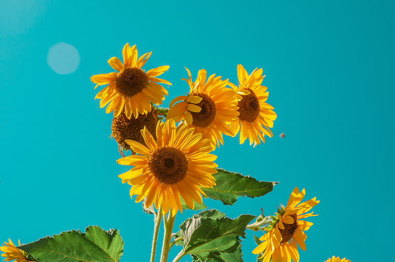 Image by Maria Oswalt