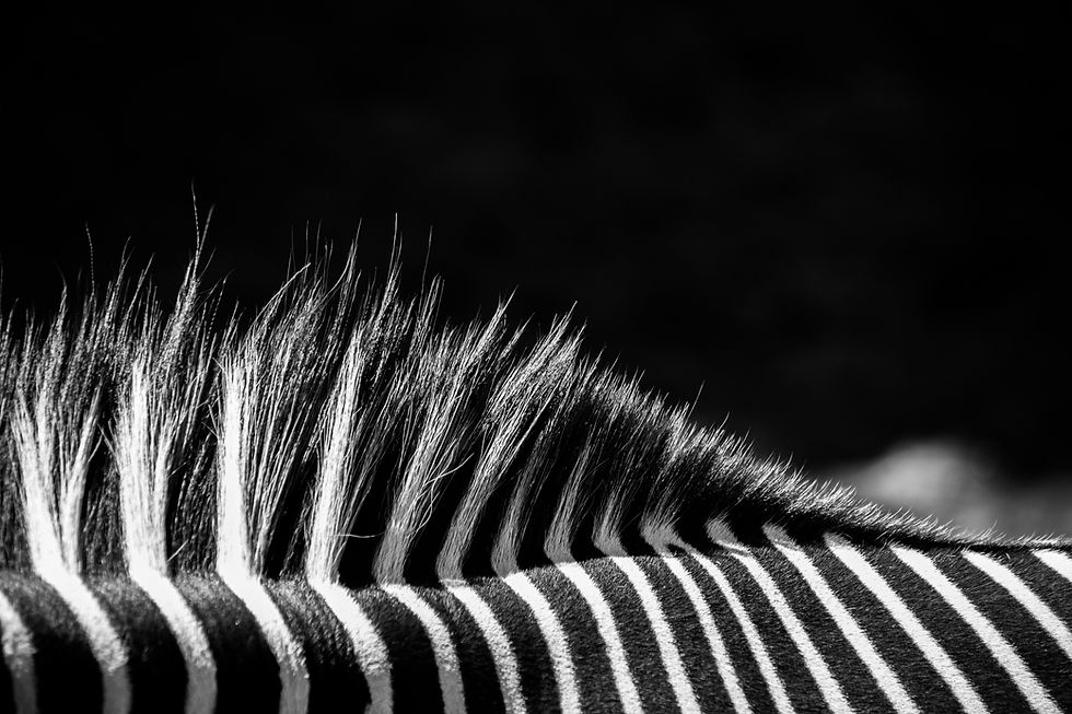 Image by Karim MANJRA