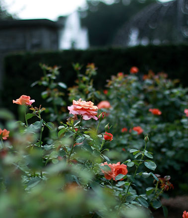 Lys Jardins - Inspiration plantes de jardin