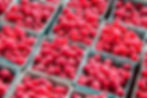Raspberries at Werner Farms