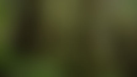 Response of Seedlings and Saplings to Canopy Gaps in Coastal Old-Growth Forests