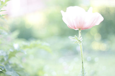 Image by Enya