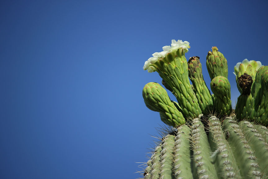 Dharma Acupuncture Scottsdale Image