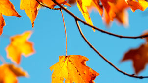 1st Nov - All Online Saints Day!