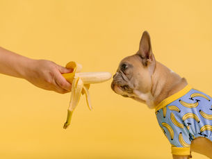 French bulldog in a banana-print shirt sniffs a peeled banana 