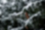 Winter Solstice Celebration 