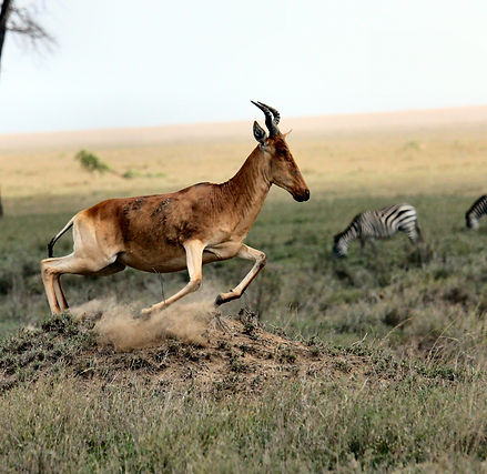 Image by joel herzog