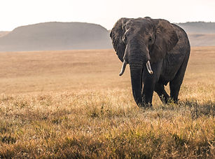 Image by David Clode