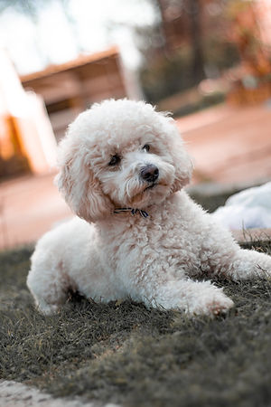 White fluffy dog on grass