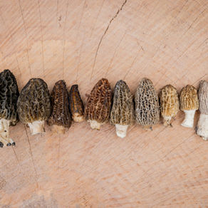 Les morilles de feu de la Colombie-Britannique : un trésor sauvage façonné par la forêt