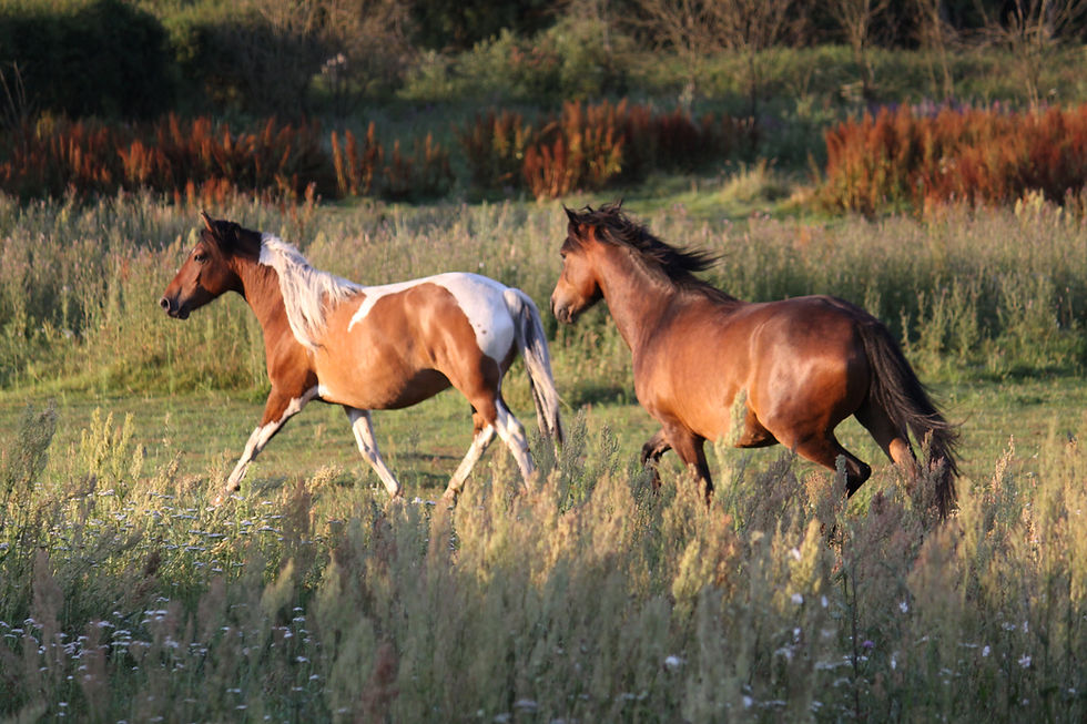 horses have a flight response to survive in the wild
