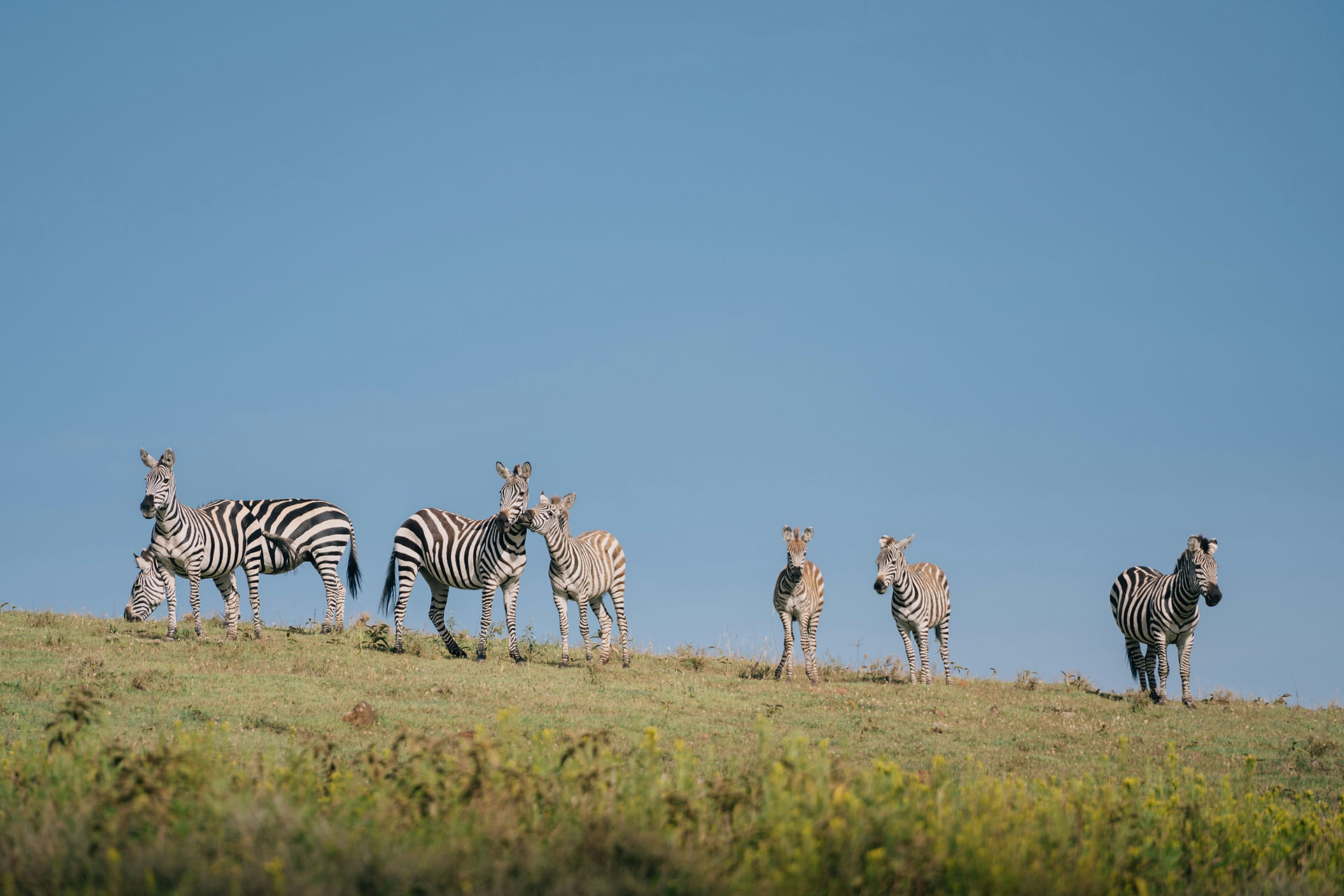 Zebras grazing on the open plains during a Tanzania safari, common wildlife sightings on short fly-i