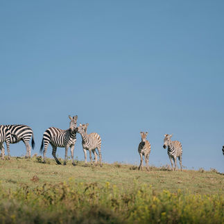 Zebras grazing on the open plains during a Tanzania safari, common wildlife sightings on short fly-i