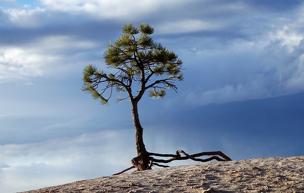 Image by Ilse Orsel