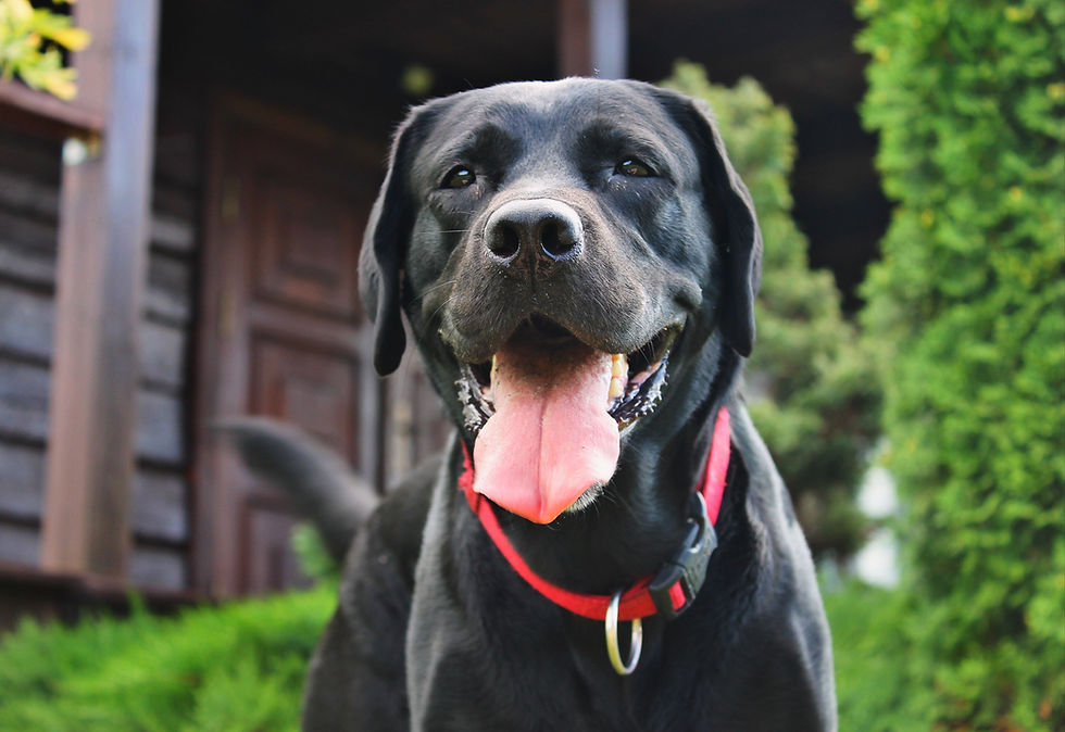 Labrador Retriever Seattle Purebred Dog Rescue