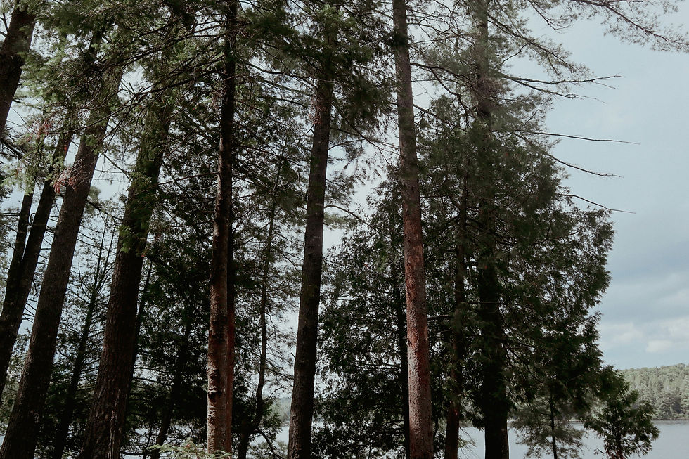 Image by Ariana Kaminski