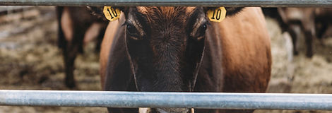 Agriculture Branding & Strategic Marketing