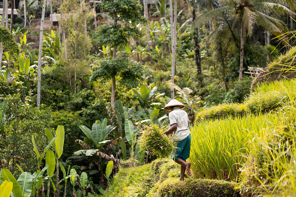 Rice field
