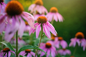 Image by Annemarie Grudën echinacea herbal medicineconsultations with Simone Jeffries naturopath herbalist