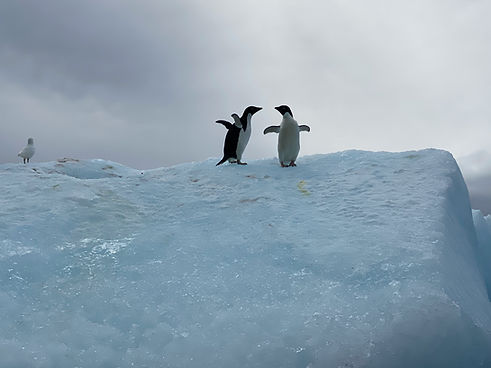 Image by Phyllis Kosminsky