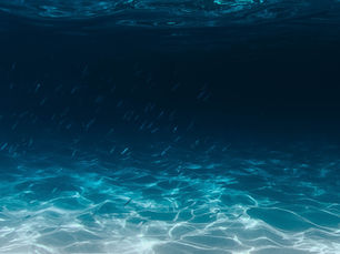 Mangroves: Our Ocean Forests