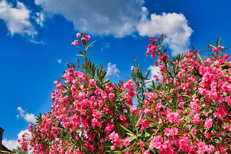 Oleander hedge providing natural privacy in a Fountain Hills landscape
